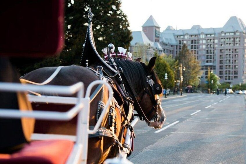 Heritage Horse-Drawn Carriage Experience in Victoria 1