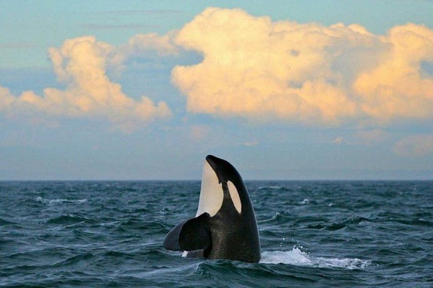 Spyhopping Orca whale 2