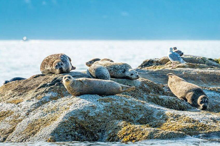 Lobos marinos descansando sobre rocas junto al mar. 2