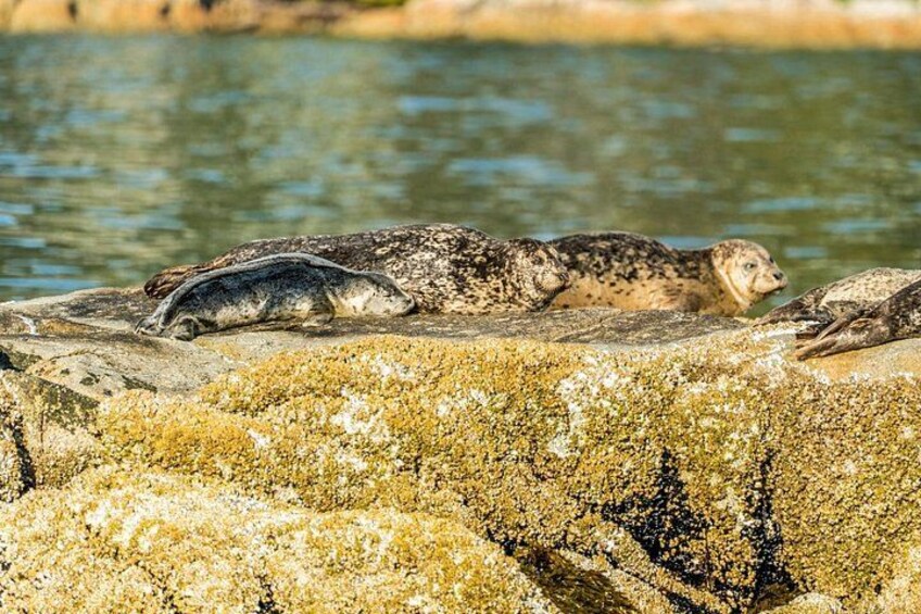 Dos lobos marinos descansando sobre una roca cubierta de musgo junto a un cuerpo de agua. 4