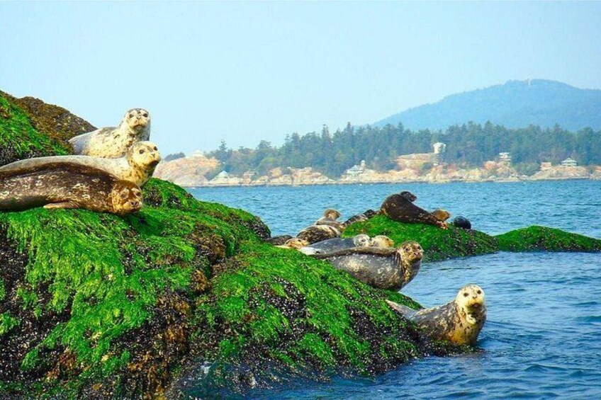Lobos marinos descansando sobre rocas cubiertas de musgo verde cerca del agua. 1