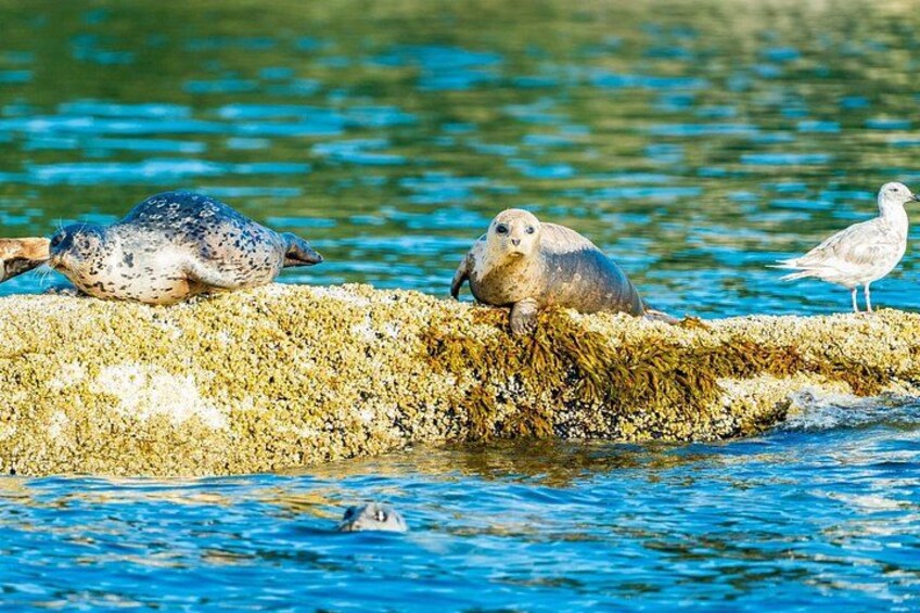 Una foca descansando sobre una roca rodeada de agua. 5