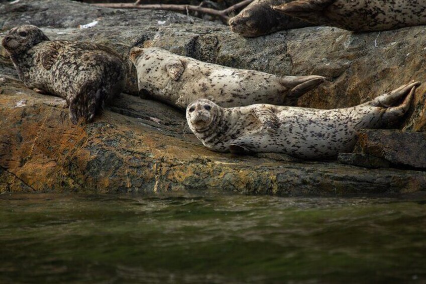 Seals resting on rocks by the water. 3