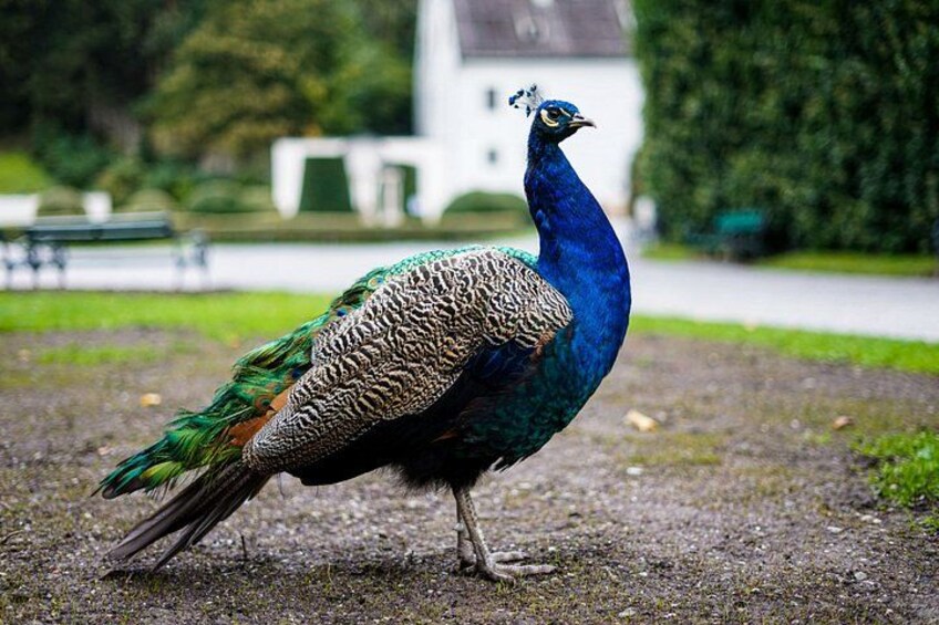 A peacock walking on a path with a building and greenery in the background. 4