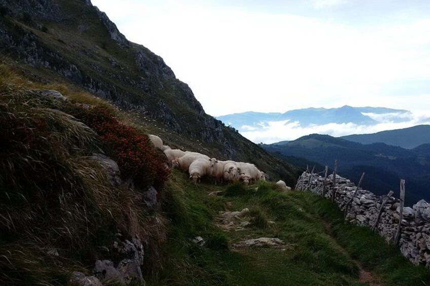 A group of sheep grazing on a hillside with a stone wall and a mountain range in the background. 2