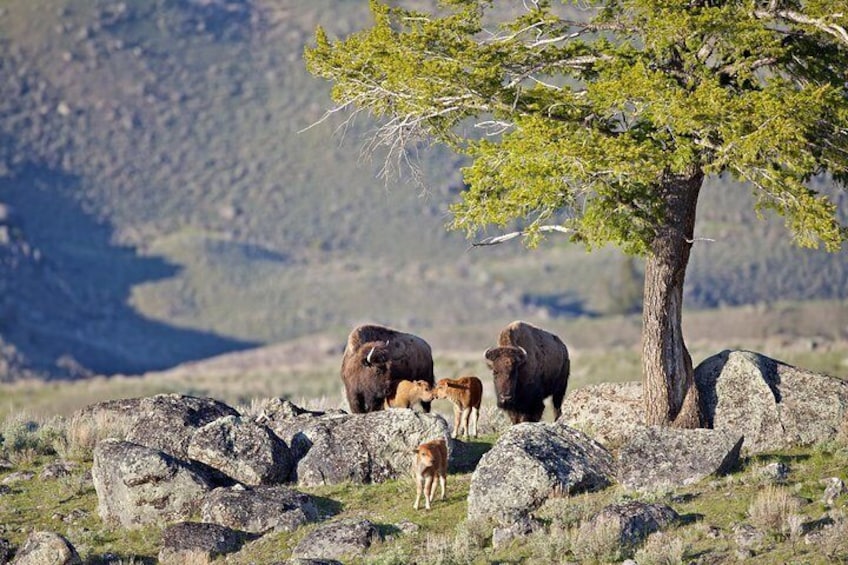 A bison herd grazing near a tree in a rocky landscape. 1