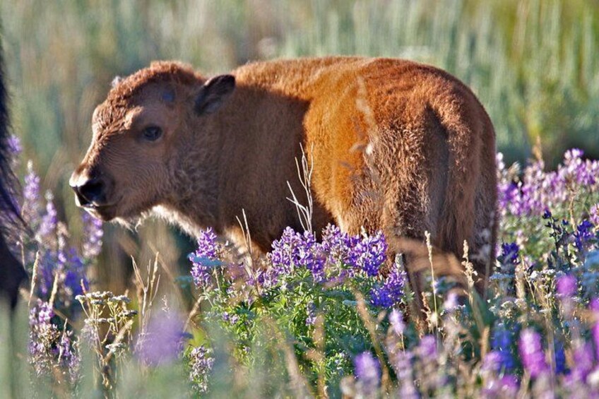 A bison calf in a field of purple flowers. 4