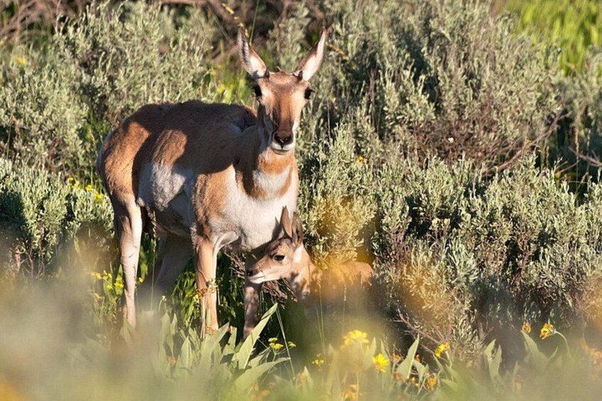 Un cerf dans un environnement naturel, au milieu d’une végétation arbustive dense. 3