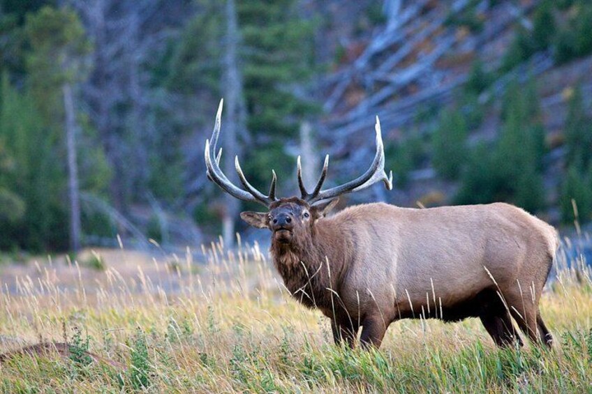 A large elk with prominent antlers standing in a grassy field with trees in the background. 5