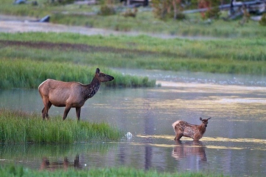 Un cerf se tient dans une étendue d’eau peu profonde, entourée d’herbe. 5