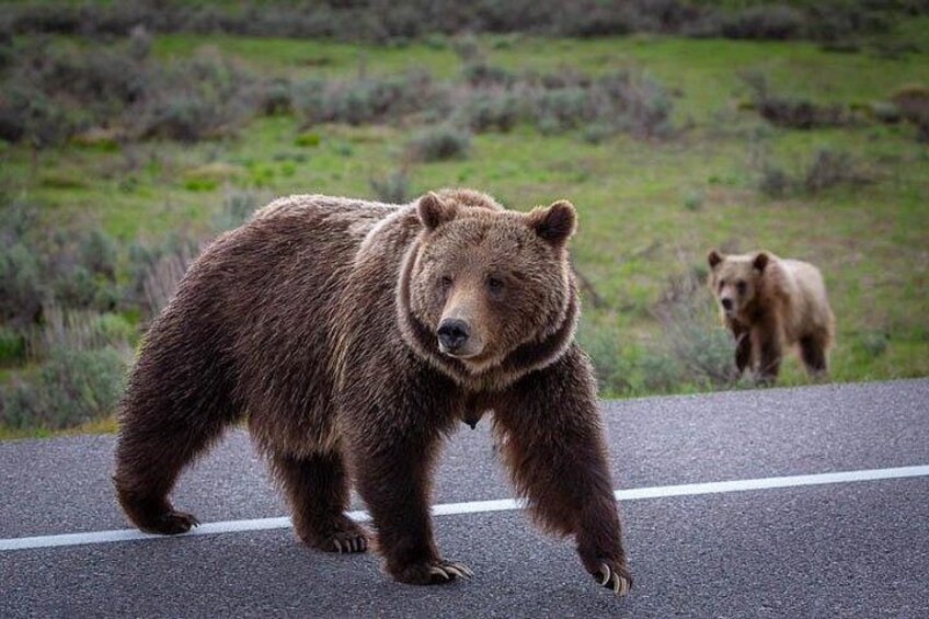 A brown bear walking on a road with a grassy field in the background. 3