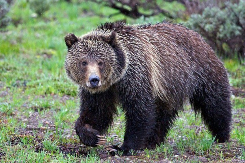 Grizzly Bear Grand Teton Photo by Daryl Hunter 1