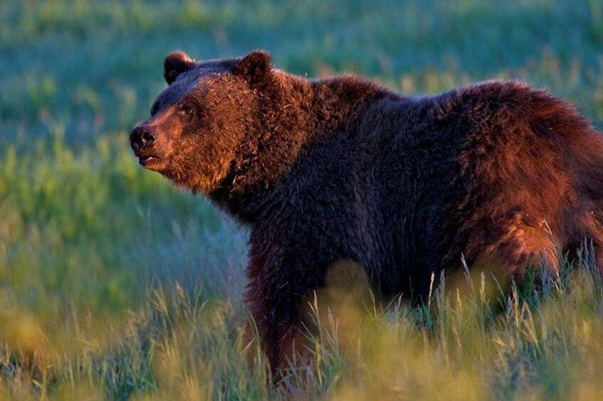 A bear walking through a grassy field. 1