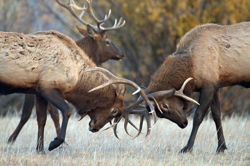 Two elk with large antlers in a grassy field. 5