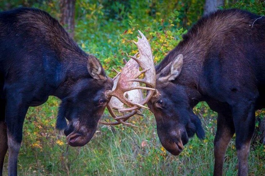 Photo by Loren Davis 3