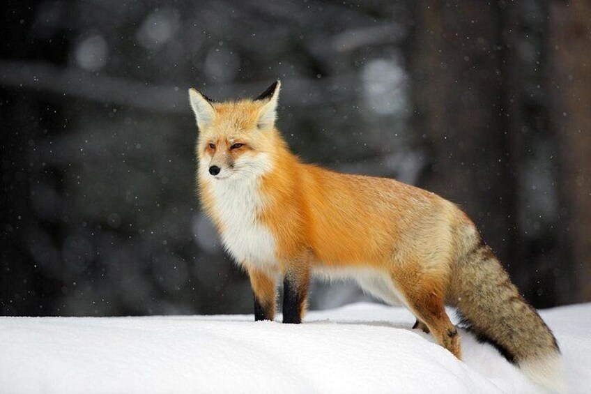 Photo by Daryl Hunter 2