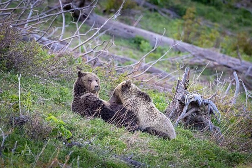 Dos osos descansando en una zona cubierta de hierba, con ramas y troncos caídos. 3