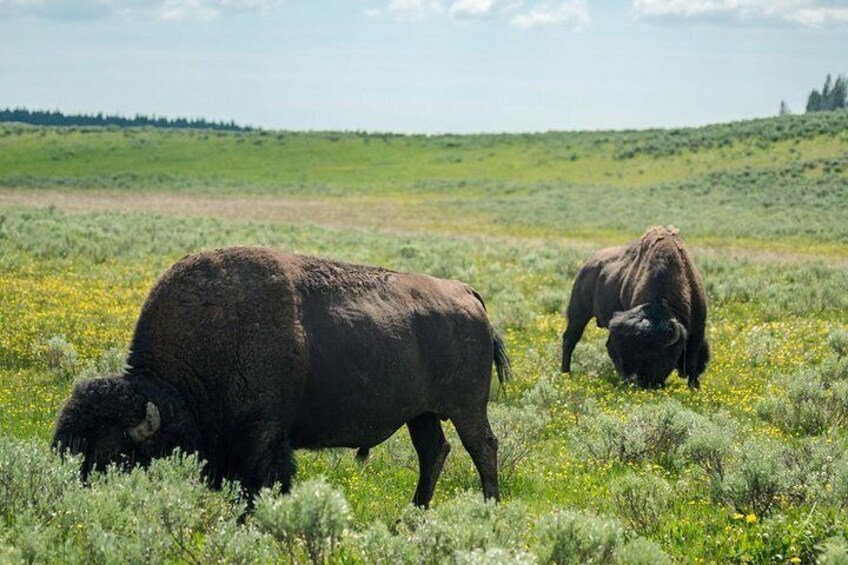 Zwei Bisons weiden auf einer Blumenwiese vor einem fernen Wald. 4