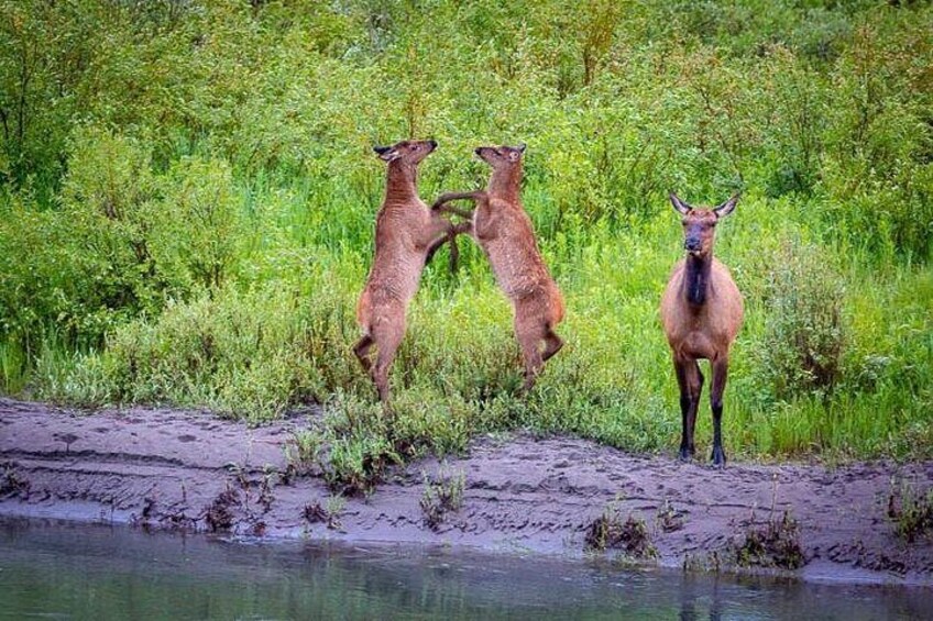 Photo by Loren Davis 4