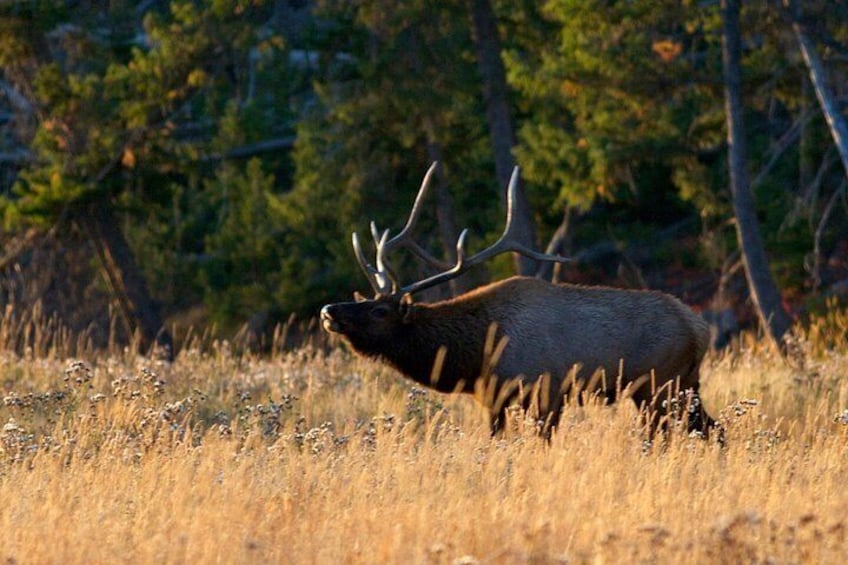 Bull Elk Photo by Daryl Hunter 3