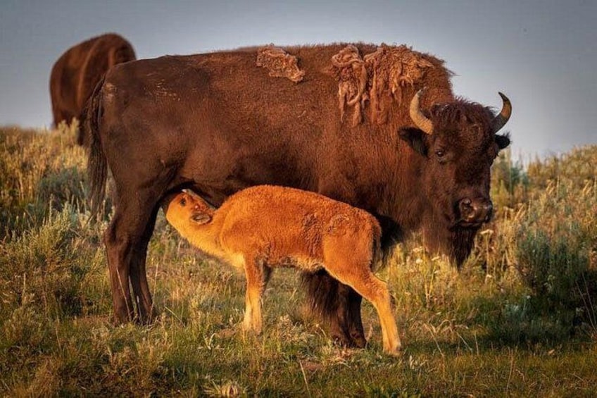 En bison tillsammans med sin unge på en gräsklädd äng. 3