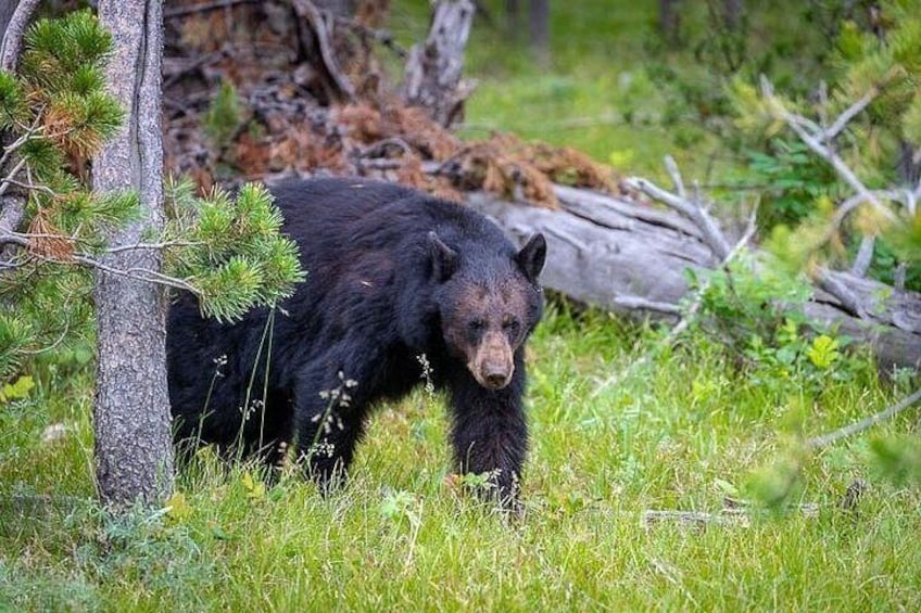 Photo by Loren Davis 2