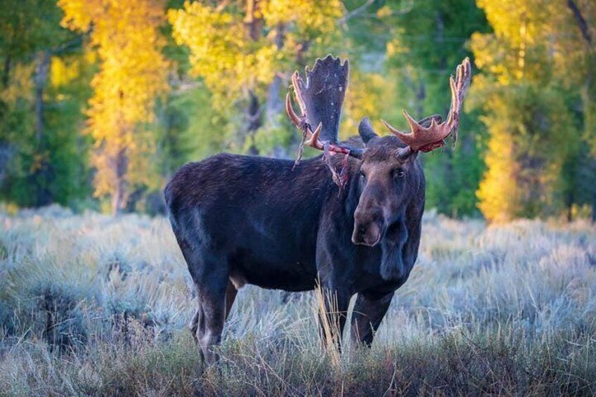 Half Day Private Sunrise Wildlife Safari