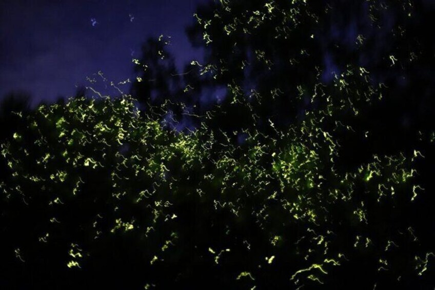 A night scene with illuminated foliage against a dark sky. 3