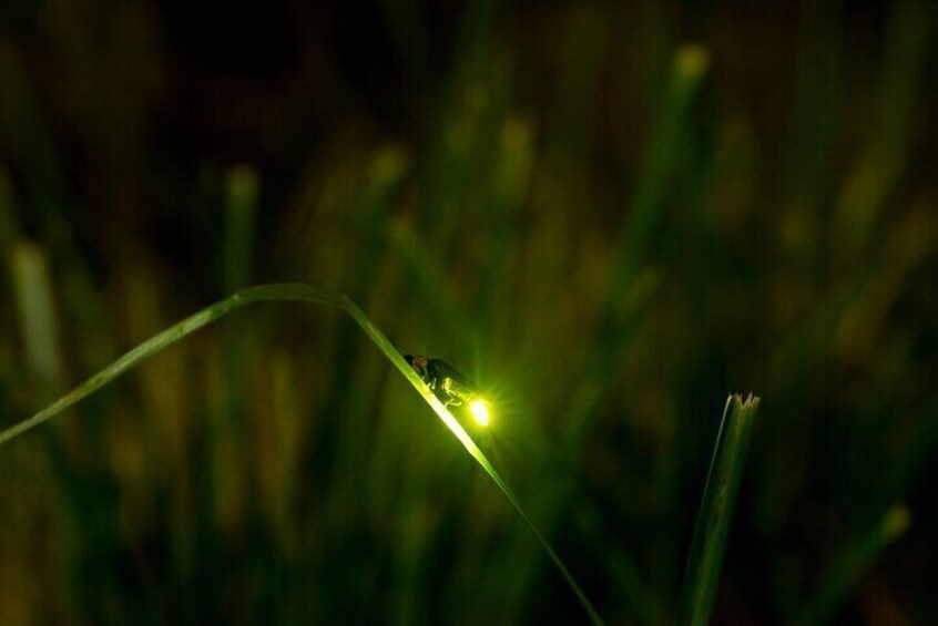 A close-up of a grass blade with a small insect on it. 5