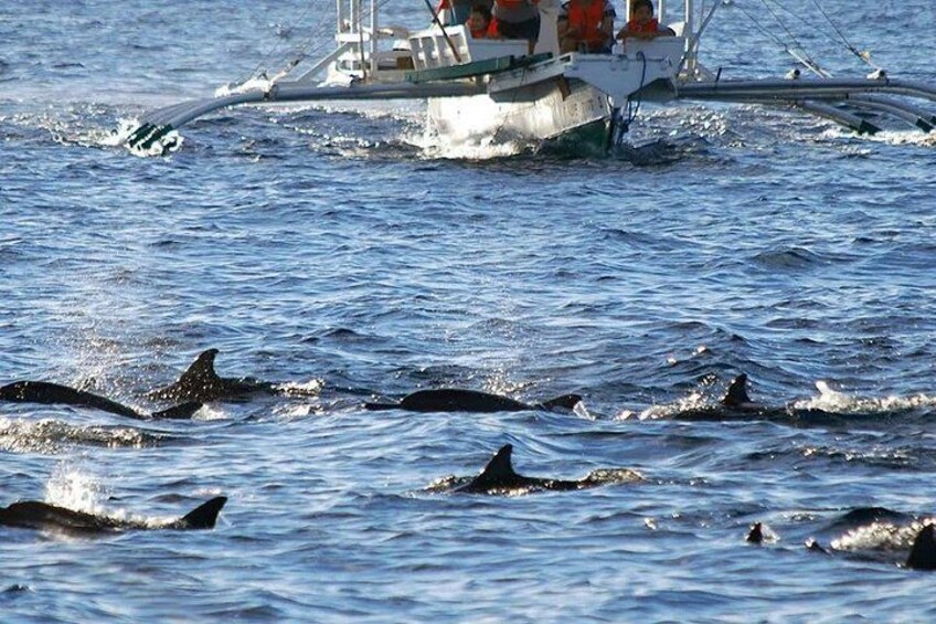 Bohol: Pamilacan Island Dolphin & Whale Watching Tour 5
