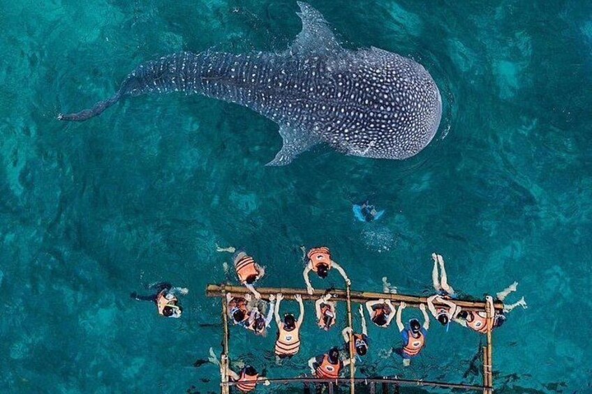 Whale Shark Swimming with Halal Lunch 3