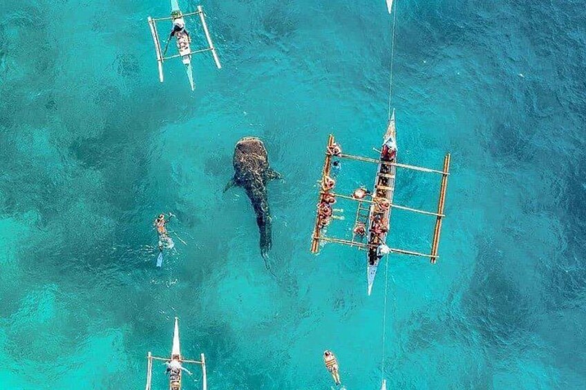 Whale Shark Swimming with Halal Lunch 2