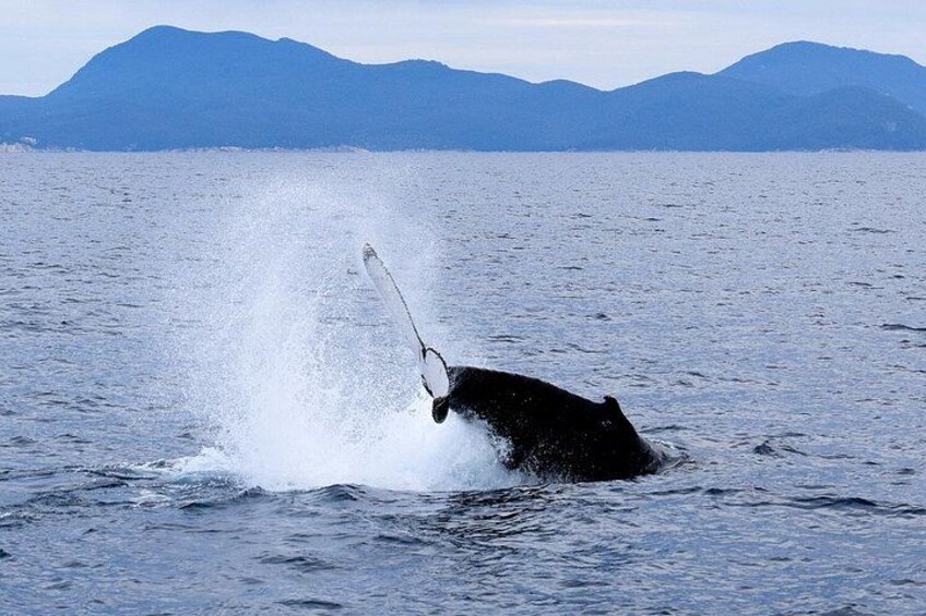 A whale breaching the ocean surface with a spear in its mouth. 1