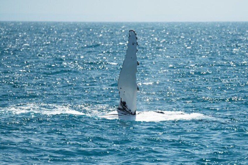 Wilsons Prom Whale Cruise 5
