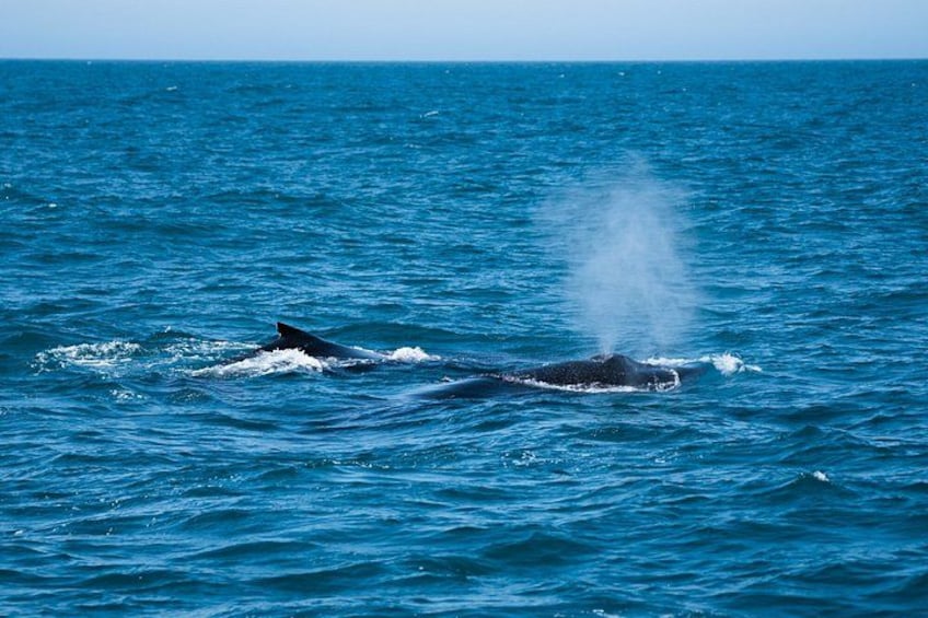A whale breaching the ocean surface. 2