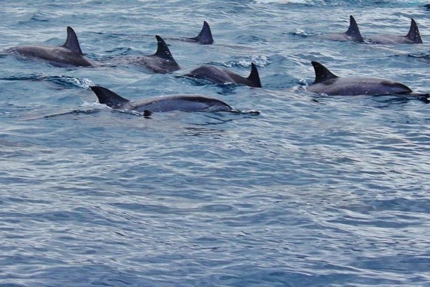 A group of dolphins swimming in the ocean. 3