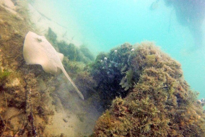 Gold Coast Snorkelling 3