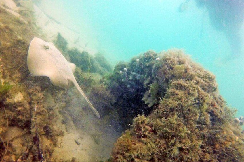 Una raya descansando sobre un arrecife de coral. 4