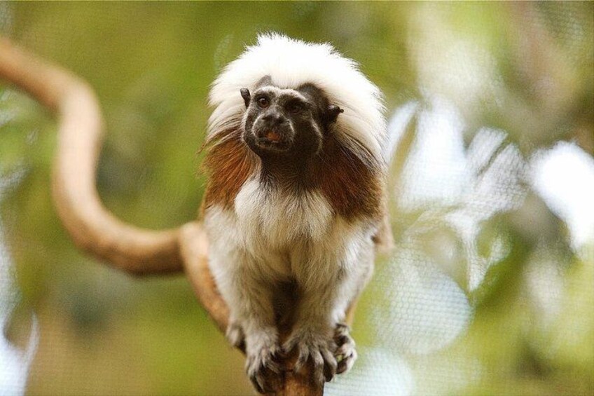 Un singe à la fourrure blanche et brune, assis sur une branche. 4