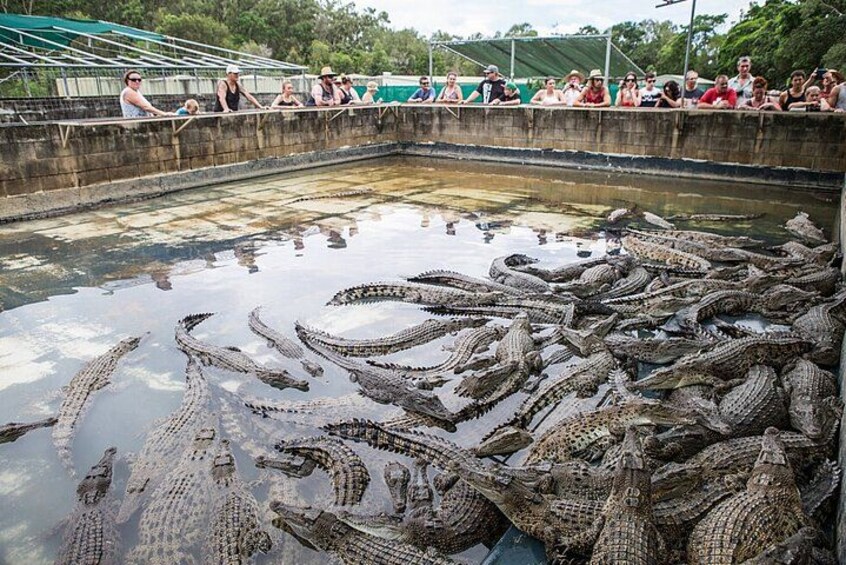 Un groupe d’alligators dans un enclos aquatique, observé par des personnes se trouvant sur une plateforme surélevée. 2