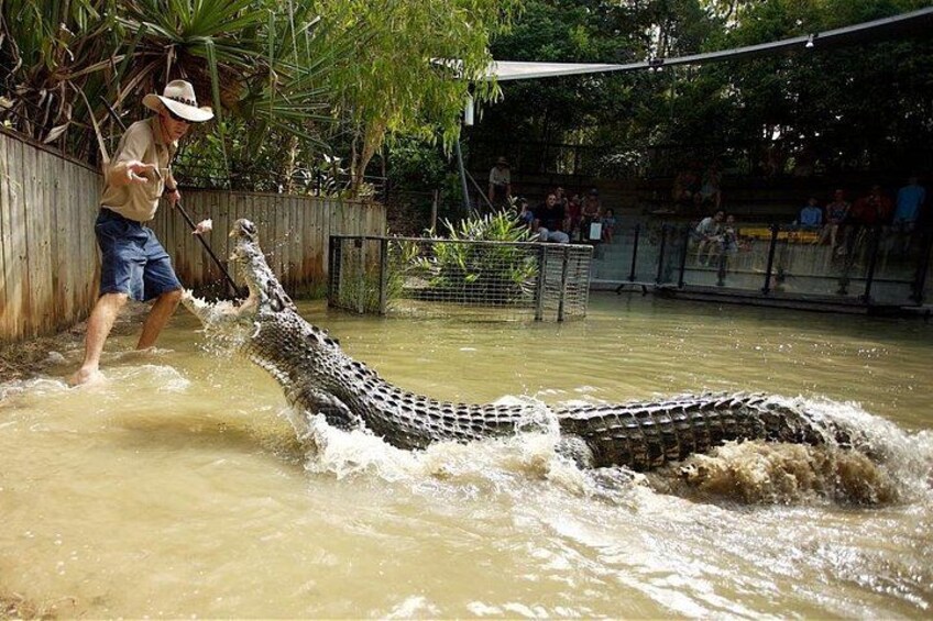 Un crocodile dans l’eau, avec une personne portant un chapeau et un short. 5