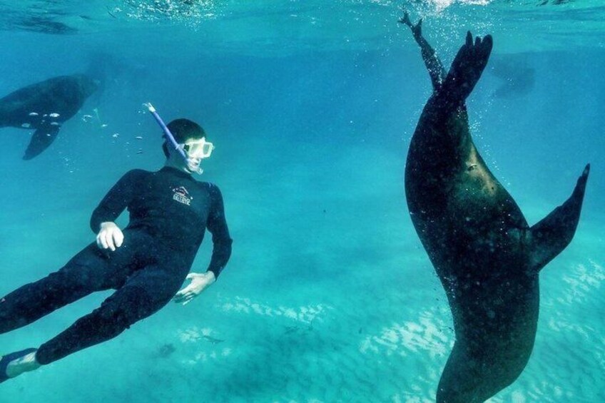 A person scuba diving with a large marine animal, likely a whale shark, in clear blue water. 2