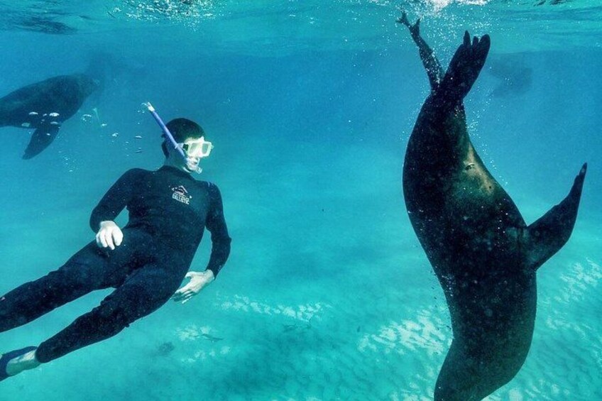 Seals, Sea Dragons & Hot Springs Experience Mornington Peninsula 2