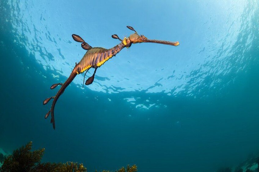 Seals, Sea Dragons & Hot Springs Experience Mornington Peninsula 3