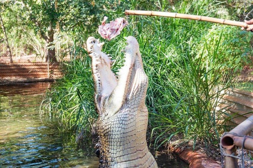 Where Adventure Awaits: Discover the Wonders while being Educated at the Crocodile Park with Every Visit 3