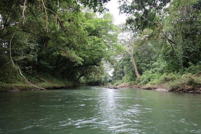 A river surrounded by dense green foliage. 3