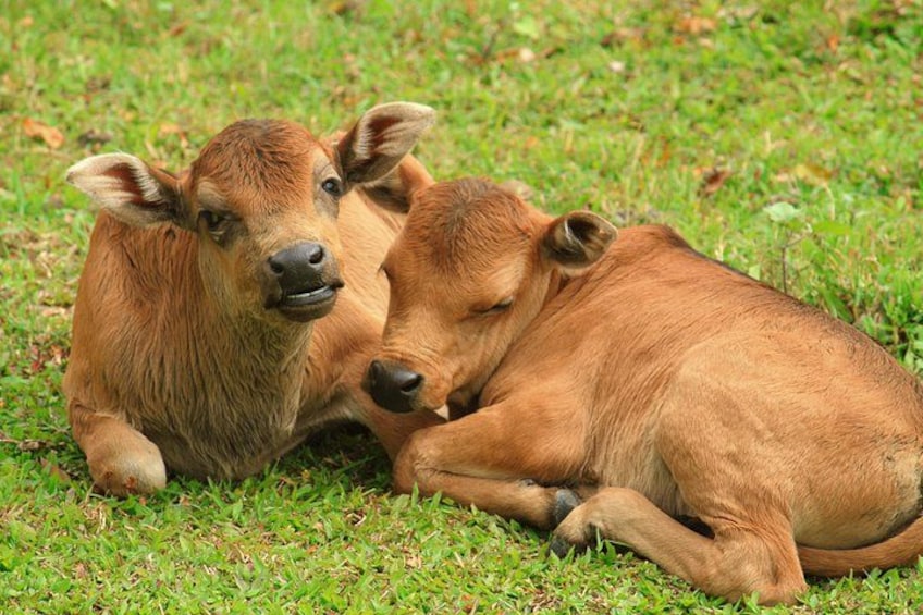 Wild cattle/buffalo at Ngong Ping Village 2