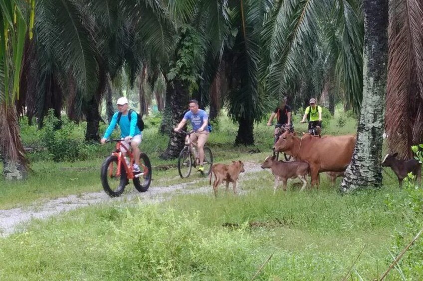 Half-Day Penang Countryside Cycling Tour 2