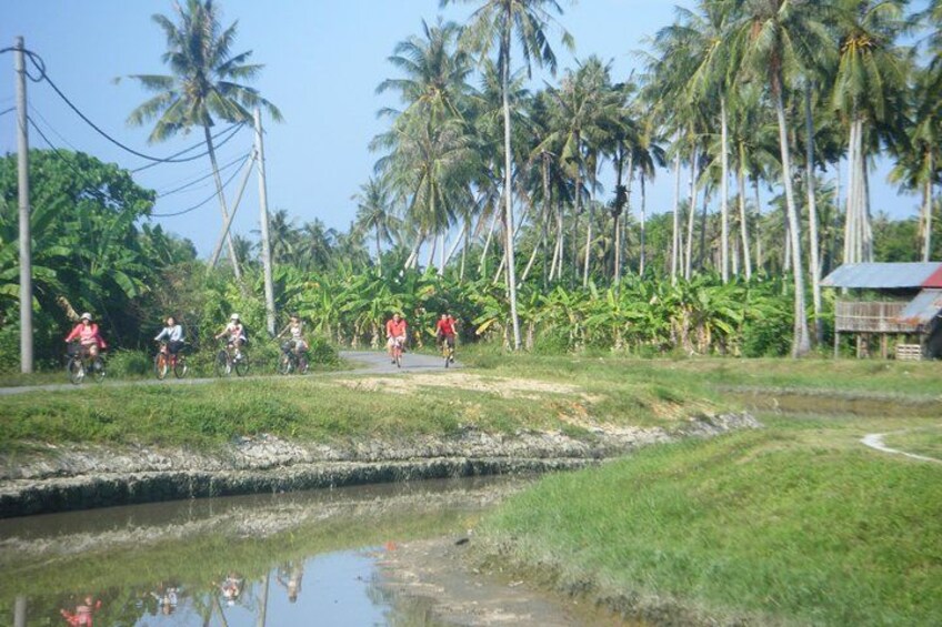 A group of cyclists on a rural road surrounded by palm trees and greenery. 1