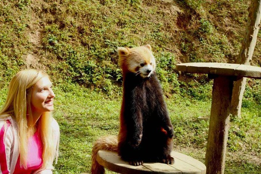 Dujingyan Panda tour option Giant panda or Red Panda Keeper 2